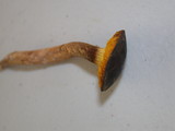 Phylloporus arenicola image