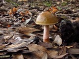 Leccinum roseoscabrum image