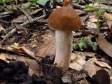 Leccinum roseoscabrum image
