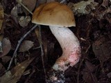 Leccinum roseoscabrum image