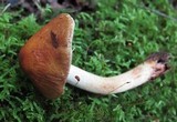 Cortinarius corrugatus image