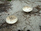Amanita mutabilis image