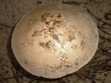 Amanita mutabilis image