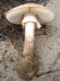 Amanita mutabilis image