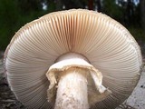 Amanita mutabilis image