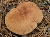 Phylloporopsis boletinoides image