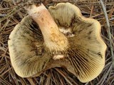 Phylloporopsis boletinoides image