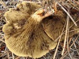 Phylloporopsis boletinoides image