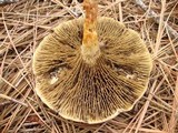 Phylloporopsis boletinoides image