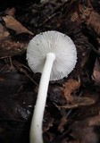 Amanita farinosa image