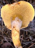 Suillus decipiens image