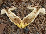 Retiboletus griseus image