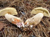 Retiboletus griseus image
