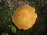 Boletus longicurvipes image