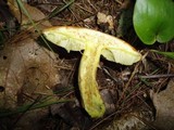 Boletus longicurvipes image