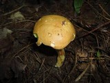 Boletus longicurvipes image