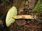 Boletus longicurvipes image