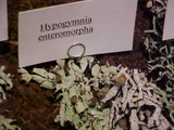 Hypogymnia enteromorpha image