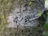 Bacidia absistens image