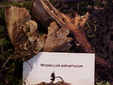 Hydnellum aurantiacum image