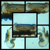 Bacidia absistens image