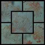 Bacidia absistens image