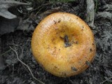 Lactarius croceus image