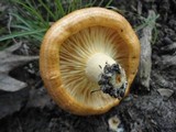Lactarius croceus image