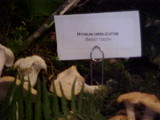 Hydnum oregonense image