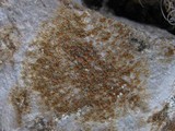 Caloplaca crenulatella image