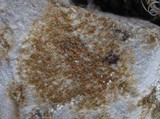 Caloplaca crenulatella image