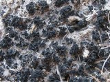 Collema callopismum image