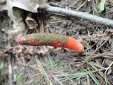 Mutinus elegans image