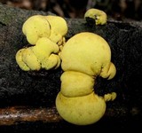 Entonaema liquescens image