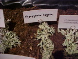 Hypogymnia rugosa image