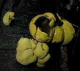 Entonaema liquescens image