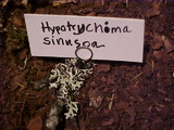 Hypotrachyna sinuosa image