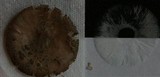 Amanita borealisorora image