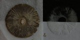 Amanita borealisorora image