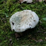 Russula parvovirescens image