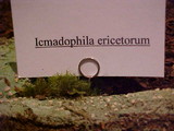 Icmadophila ericetorum image