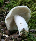 Russula parvovirescens image