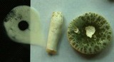 Russula parvovirescens image