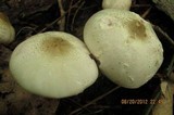 Agaricus placomyces image