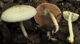 Agaricus placomyces image