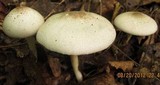 Agaricus placomyces image