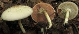Agaricus placomyces image