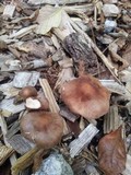 Gymnopus luxurians image