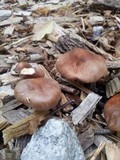 Gymnopus luxurians image