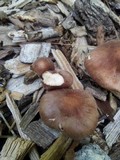 Gymnopus luxurians image